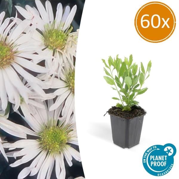 Prydnadsblomma - Vild aster - Aster ageratioides 'Ashvi' - Kruka 9 cm - Set med 60 växter