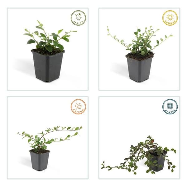 Marktäckare - Cotoneaster dammeri - Dvärgcotoneaster - 9 cm kruka - Set med 12 växter