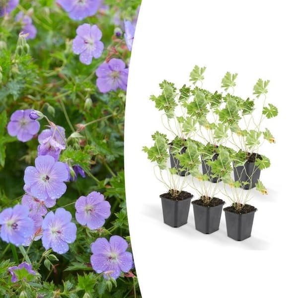 Marktäcke - Storksnäbb - Geranium 'Rozanne' - 9cm kruka - Set med 6 växter