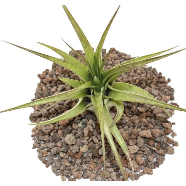 Tillandsia brachycaulos multiflora - stor bulkväxt