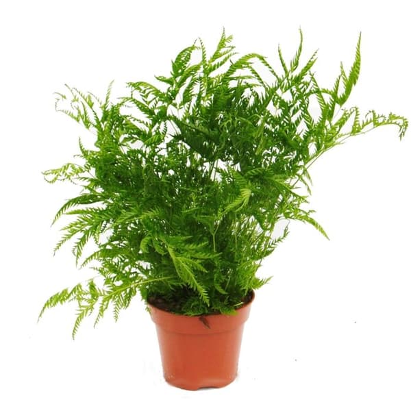 Ormbunksblandning, set om 3, 17cm