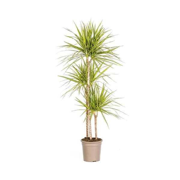 Dracaena marginata "Sunray" - Solstråle - höjd 130-150cm