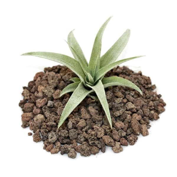 Tillandsia capitata - förlorad växt - liten