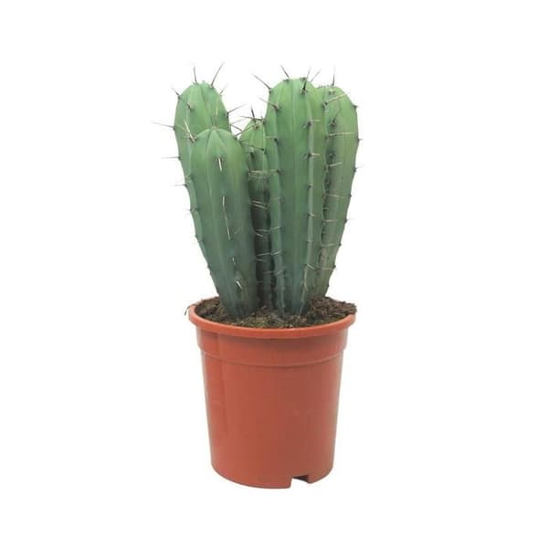 Myrtillocactus geometrizans - Pelarkaktus - Kruka 17cm