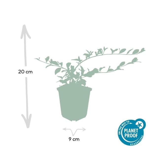 Marktäckare - Cotoneaster dammeri - Dvärgcotoneaster - 9 cm kruka - Set med 12 växter