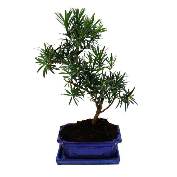 Bonsai Stenbarr - Podocarpus macrophyllus - ca. 8 år