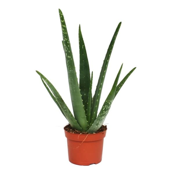 Aloe vera - ca 3 år - kruka 12cm