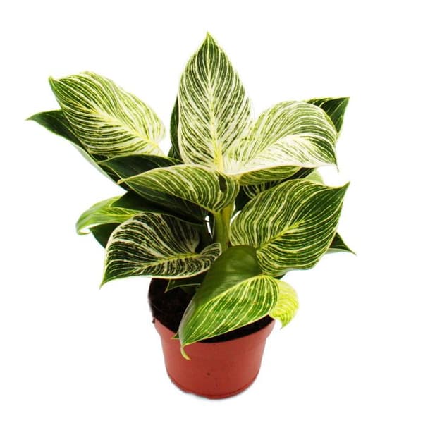 Philodendron White Wave - vitrandig trädvän - 12cm kruka