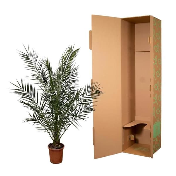 Datlovník kanarisk Phoenix Canariensis - 27 cm blomma 180 cm hög
