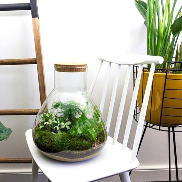 Flaskträdgård "Sam XL" - DIY-växtterrarium - 35 cm hög