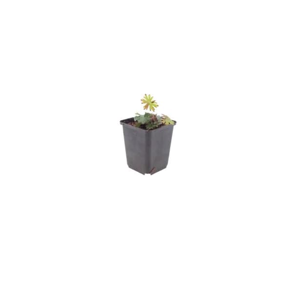 Blodgeranium - Blodgeranium - Kruka 9 cm - 10-25 cm - Set med 6 växter