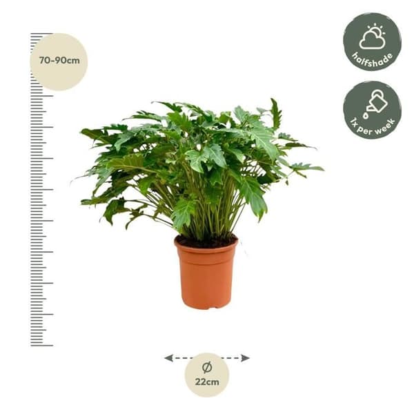 Philodendron Xanadu - Exotisk trädvän - ca 80 cm hög