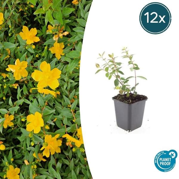 Marktäcka - Johannesört - Hypericum dummeri 'Peter Dummer' - Kruka 9cm - Set med 12 plantor