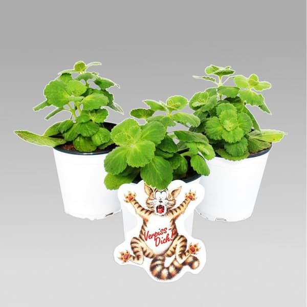 Coleus canin - Stick härifrån - Växt - 12 växter