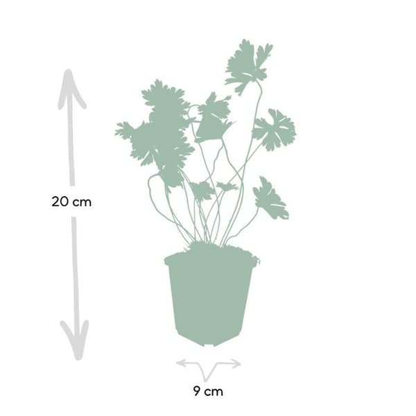 Bodendecker - Storknäbb - Geranium 'Rozanne' - 9cm kruka - Set med 12 växter