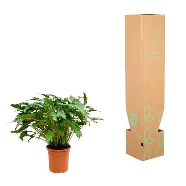 Philodendron Xanadu - Exotisk trädvän - ca 80 cm hög