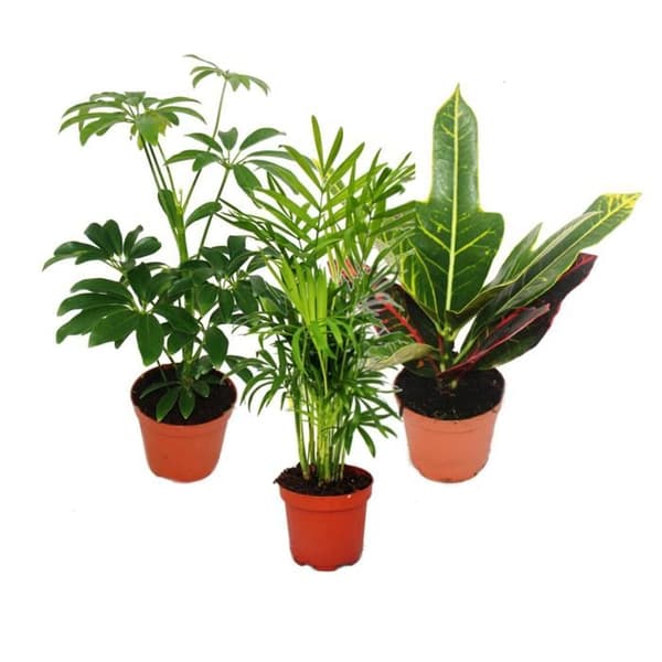 Set med 3 inomhusväxter - typ 1 - 9cm