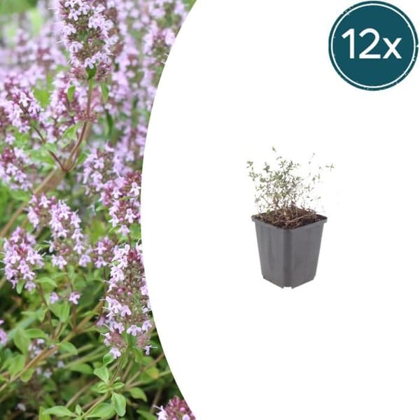 Thymus vulgaris - äkta timjan - 9cm kruka - 10-25cm - Set med 12 växter