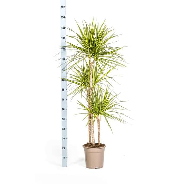 Dracaena marginata "Sunray" - Solstråle - höjd 130-150cm
