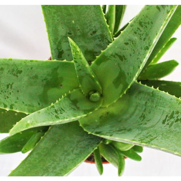 Aloe vera - ca 3 år - kruka 12cm