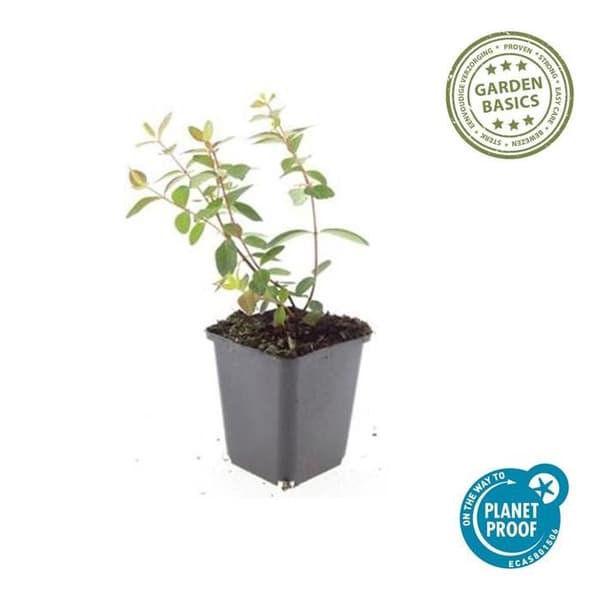 Marktäcke - Johannesört - Hypericum dummeri 'Peter Dummer' - 9 cm kruka - Set med 60 växter