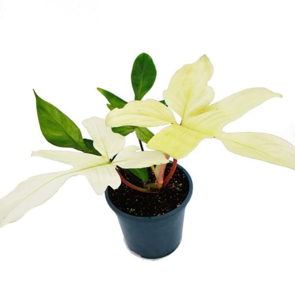 Philodendron Florida Ghost - Spökträdvän - 19cm kruka