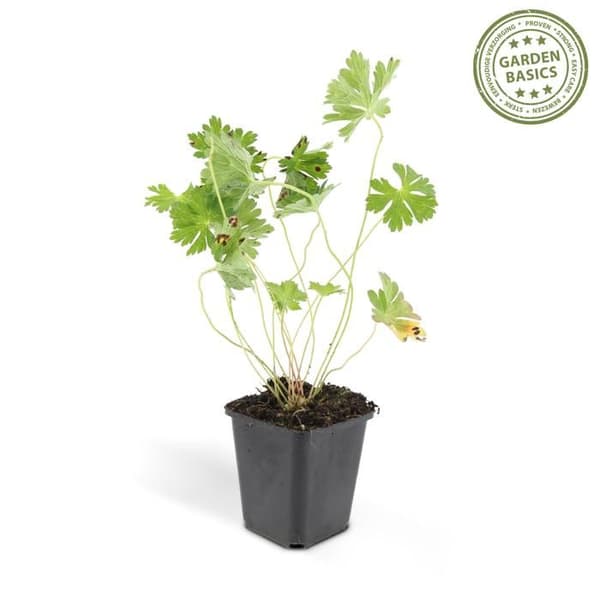 Marktäcke - Storksnäbb - Geranium 'Rozanne' - 9cm kruka - Set med 6 växter