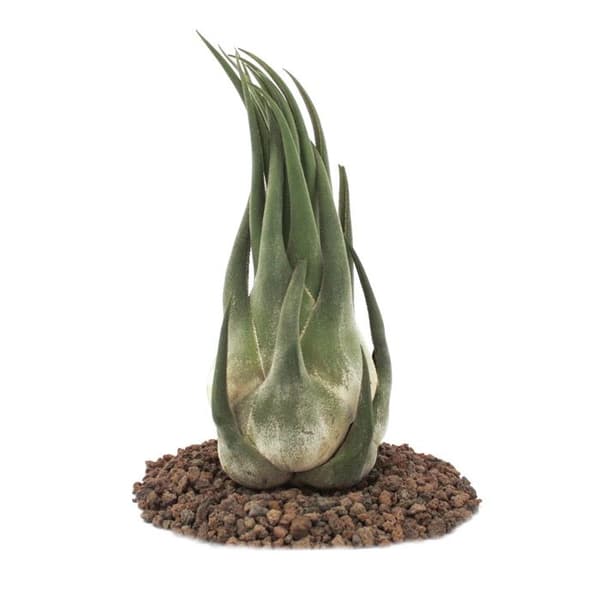 Tillandsia seleriana - växt i lös vikt - extra stor