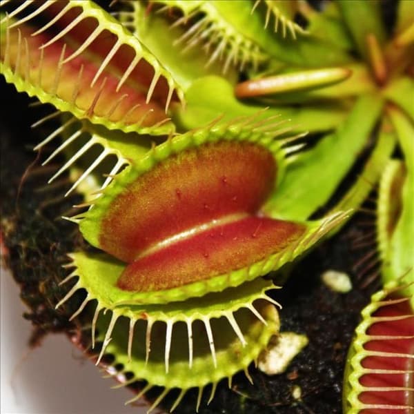 Venus flugfälla - Dionaea muscipula - kruka på 9cm