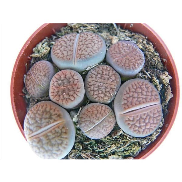 Lithops - Levande stenar - flera växter i kruka 8,5 cm