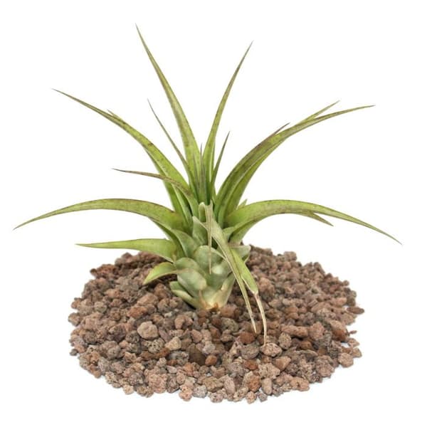 Tillandsia brachycaulos multiflora - stor bulkväxt
