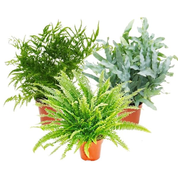 Ormbunksblandning, set om 3, 17cm