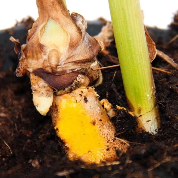 Exotenherz - Gurkmejaväxt - Curcuma longa - gurkmeja - saffransrot - 12 cm kruka