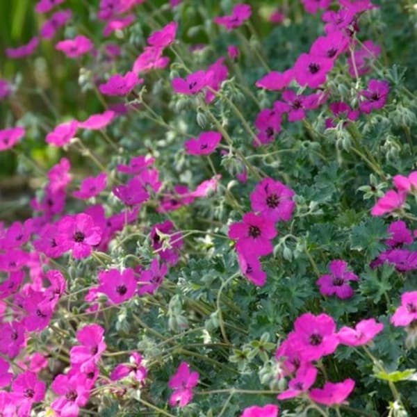 "Blodgeranium 'Max Frei' - Blodgeranium - 9cm kruka - 10-25cm - Set med 24 växter"