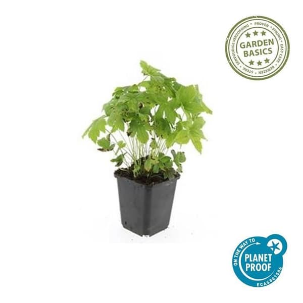 Gräsmatta - Stork - Geranium nodosum - Kruka 9 cm - Set med 48 växter