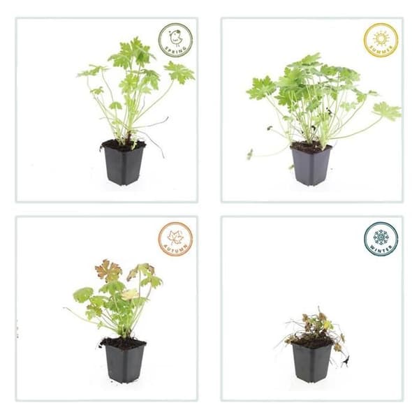 Markskydd - Geranium macrorrhizum - 9 cm kruka - Set med 60 växter