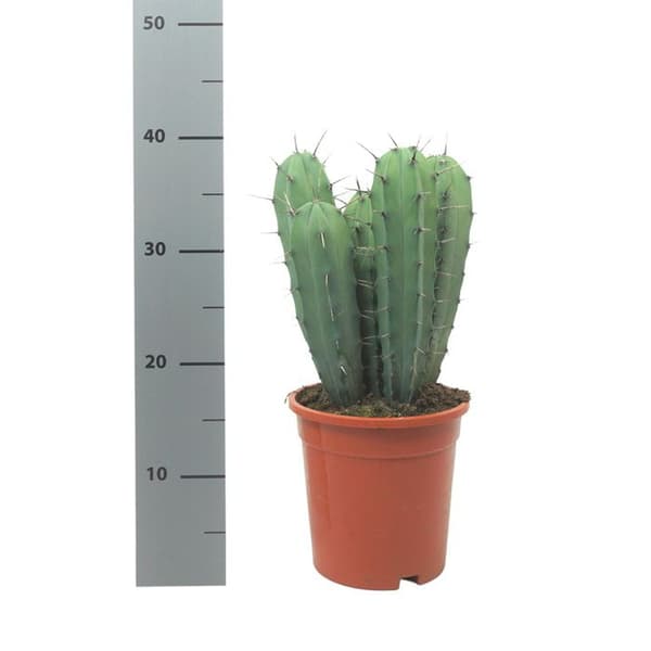 Myrtillocactus geometrizans - Pelarkaktus - Kruka 17cm