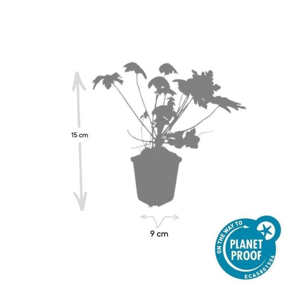 Gräsmatta - Geranium macrorrhizum 'Spessart' - Kruka 9 cm - Set med 12 växter