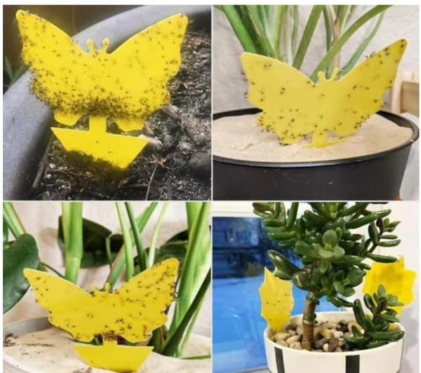 100st  klibbiga fällor, Sticky fruktfluga och plantera myggbugg
