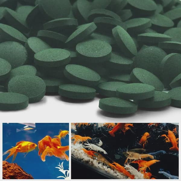 100/500 st Spirulina tabletter berikande favoritfoder fisk kristall röd räka djurfoder