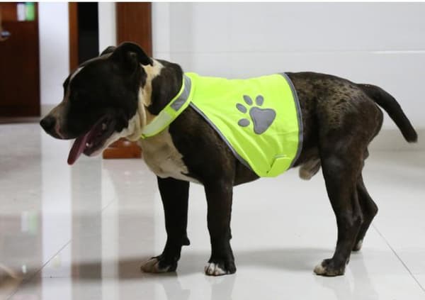 HUND REFLEXVÄST Feel Active Reflective Storlek S,M,L