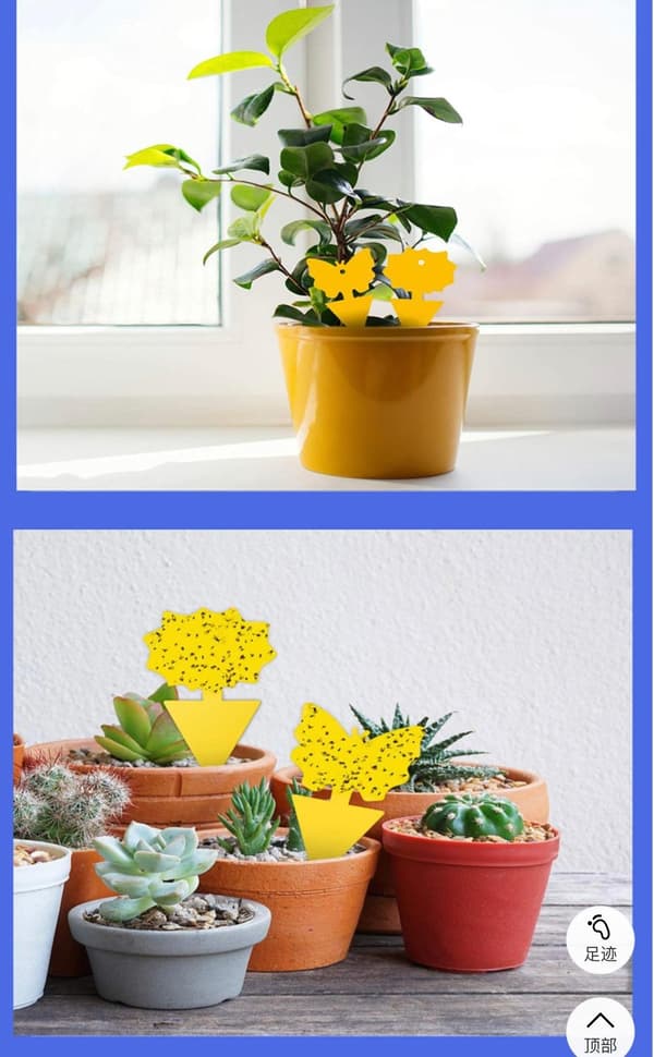 100st  klibbiga fällor, Sticky fruktfluga och plantera myggbugg