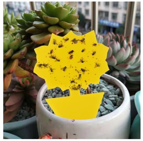 100st  klibbiga fällor, Sticky fruktfluga och plantera myggbugg