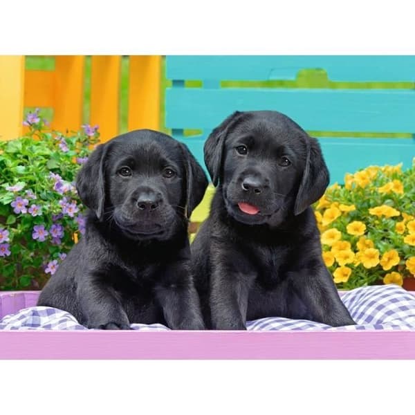 300 bitars pussel XXL Black Labradors - Ravensburger