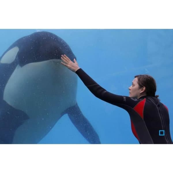 Rust and Bone DVD