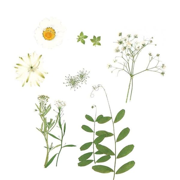 Faux-blommor - torkad blomma Cenpek - PL-0402