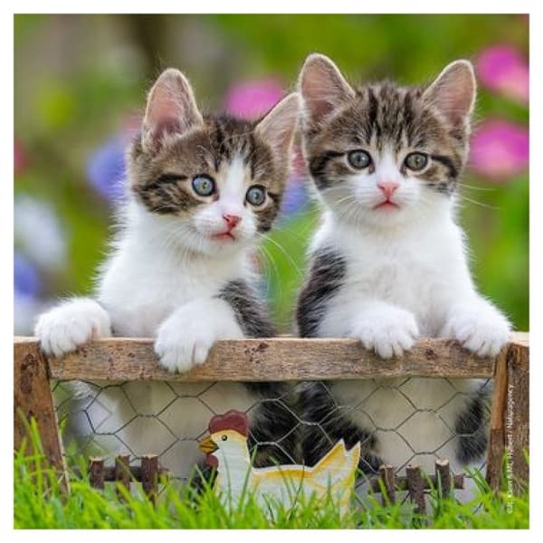 Pussel - Ravensburger - Kattungar - 147 bitar - Djur - Barn