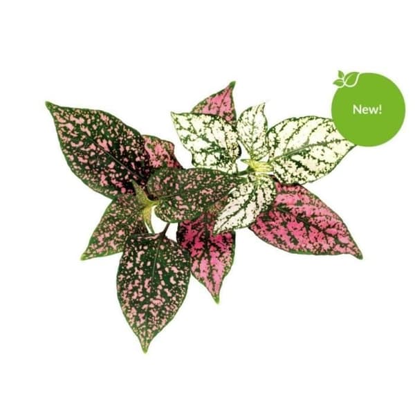 KLICKA & VÄX EPHELIDES PLANT (SGR48X3) SG-036