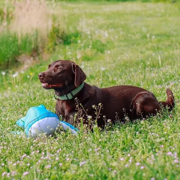 Nobby Pet Flytande Hundplush