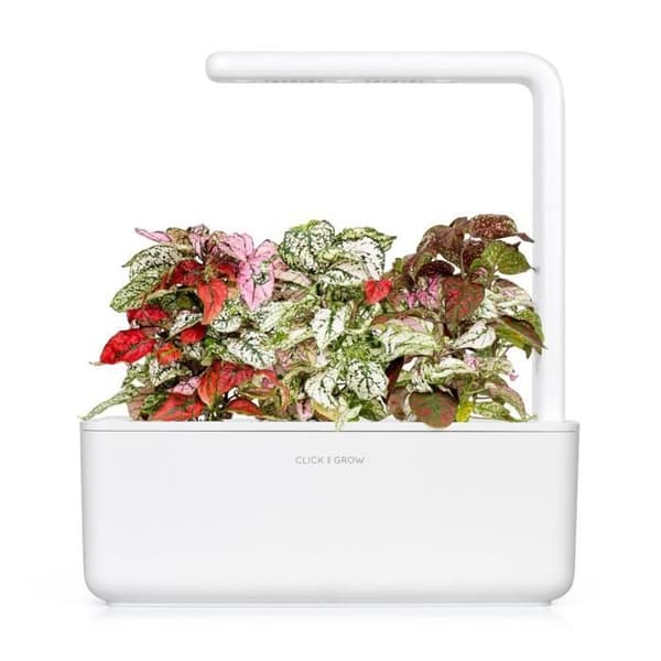 KLICKA & VÄX EPHELIDES PLANT (SGR48X3) SG-036